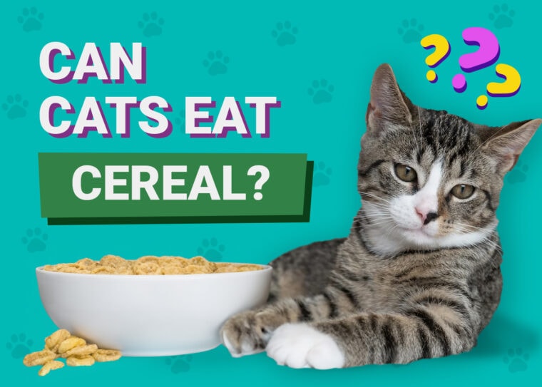Can Cats Eat Cereal