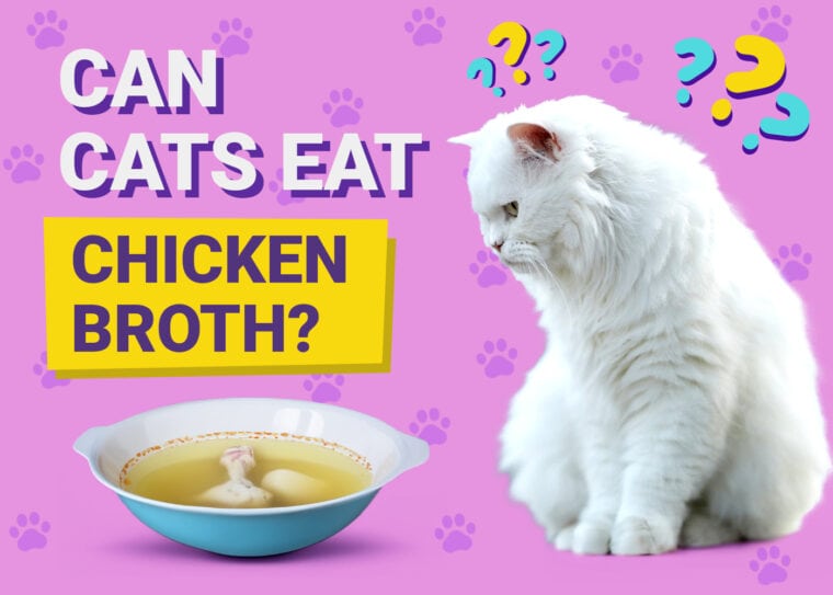 Can Cats Eat Chicken Broth