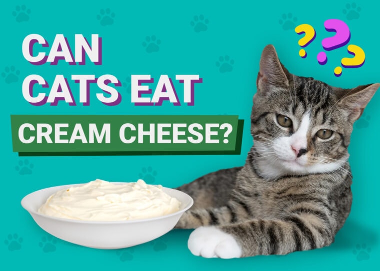 Can Cats Eat Cream Cheese
