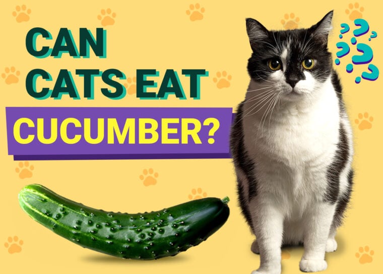 Can Cats Eat Cucumber