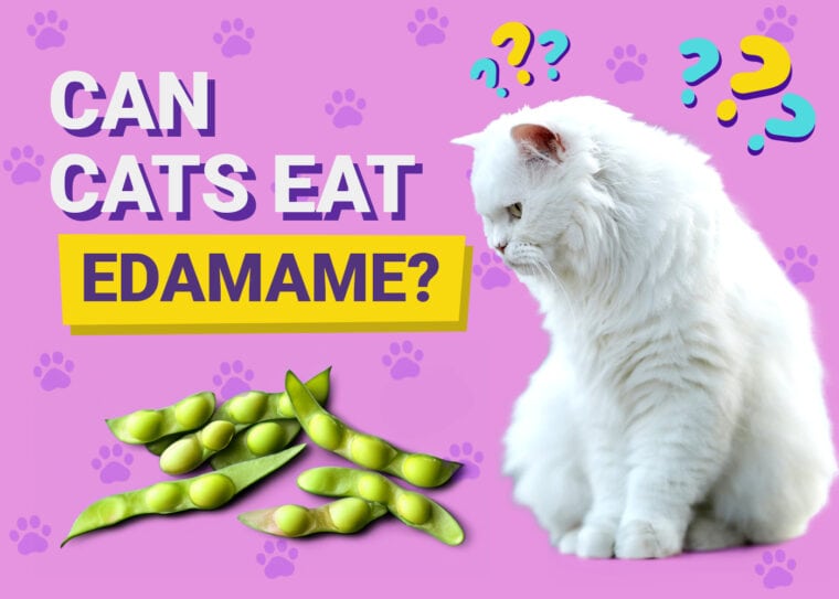 Can Cats Eat Edamame