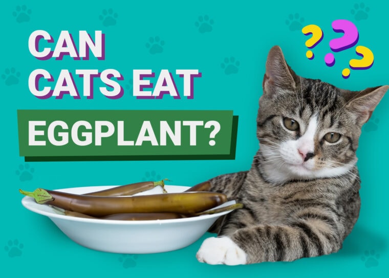 Can Cats Eat Eggplant