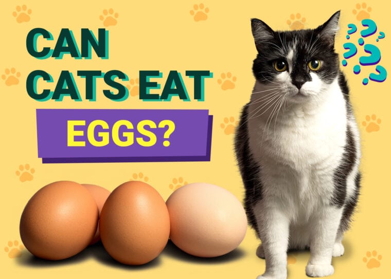Can Cats Eat Eggs