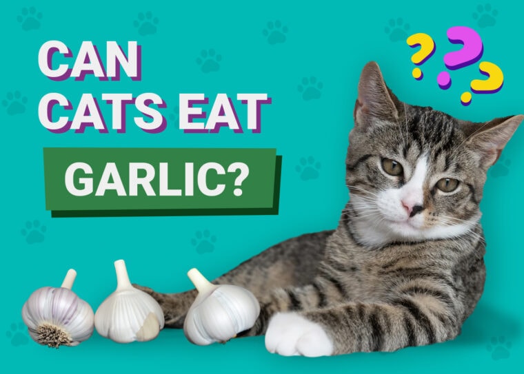 Can Cats Eat Garlic