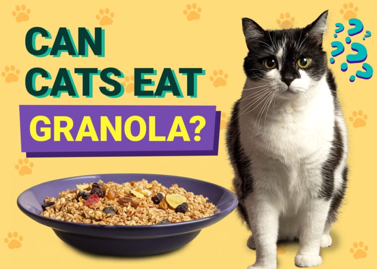 Can Cats Eat Granola