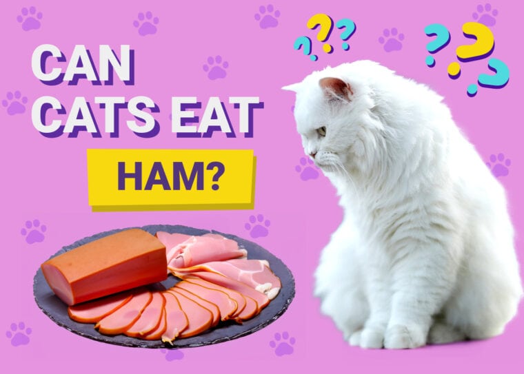 Can Cats Eat Ham