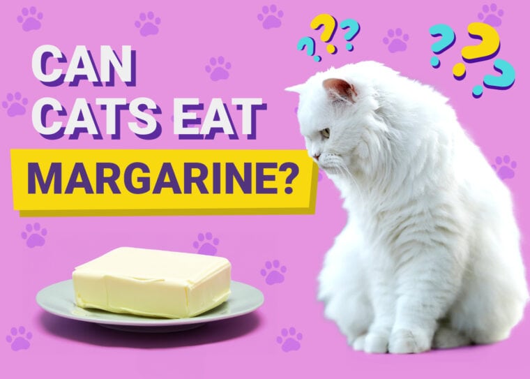 Can Cats Eat Margarine