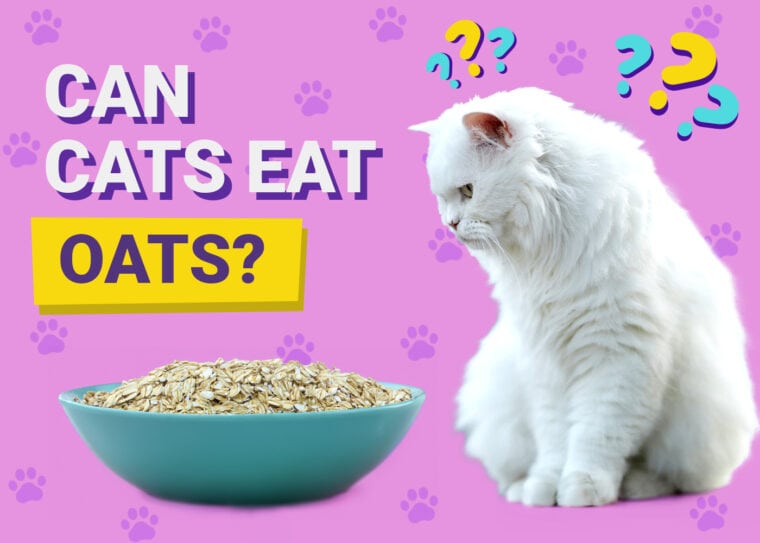 Can Cats Eat Oats