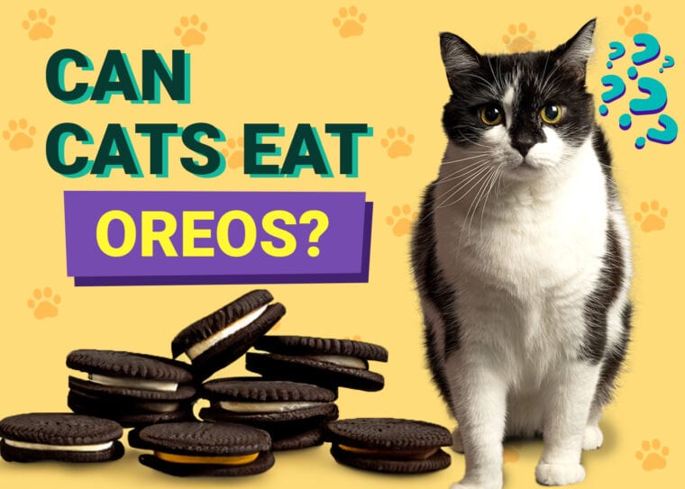 Can Cats Eat Oreos