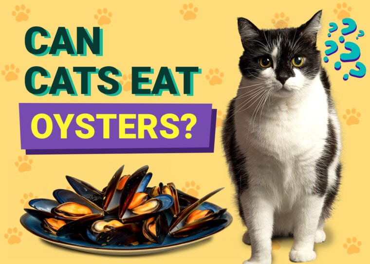 Can Cats Eat Oysters
