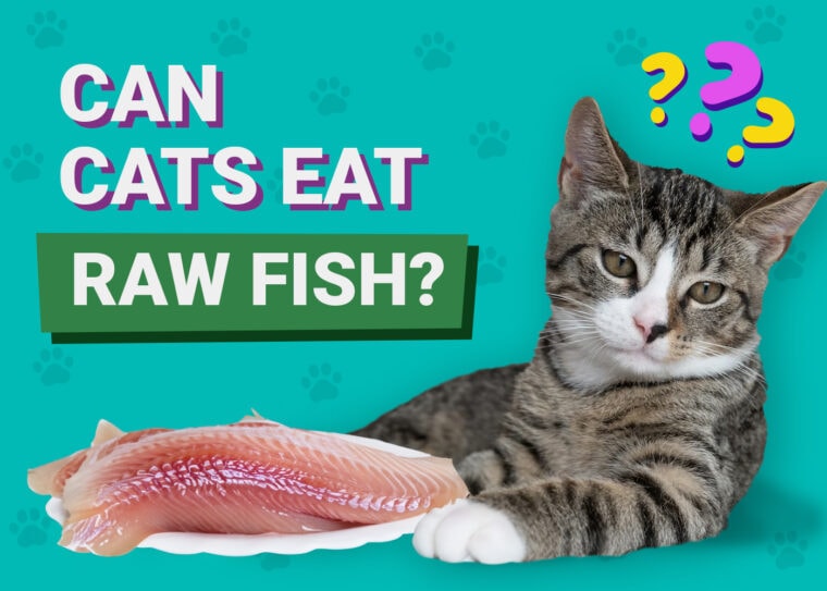 Can Cats Eat Raw Fish