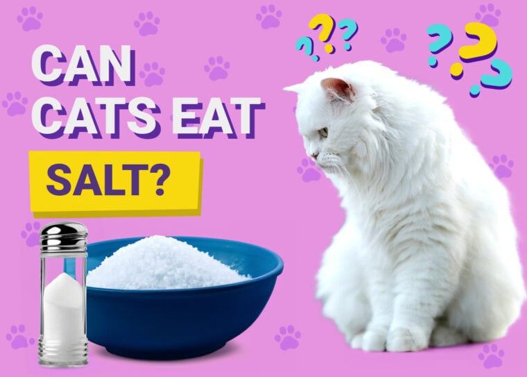 Can Cats Eat Salt