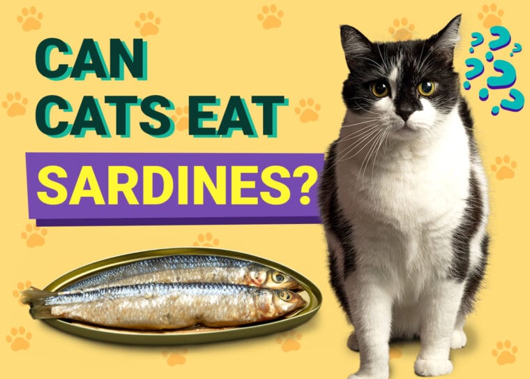 Can Cats Eat Sardines