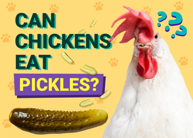 Can Chickens Eat Pickles