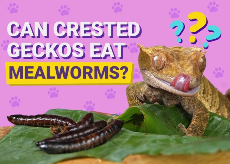 Can Crested Geckos Eat Mealworms