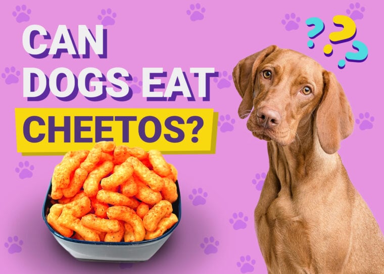 Can Dogs Eat Cheetos