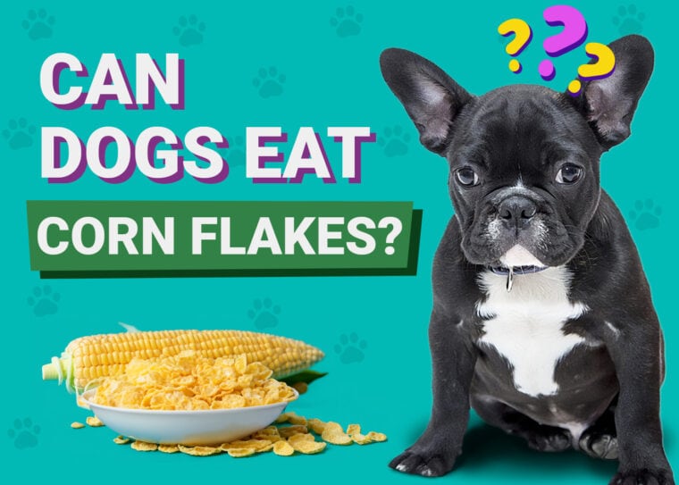 Can Dogs Eat Corn Flakes