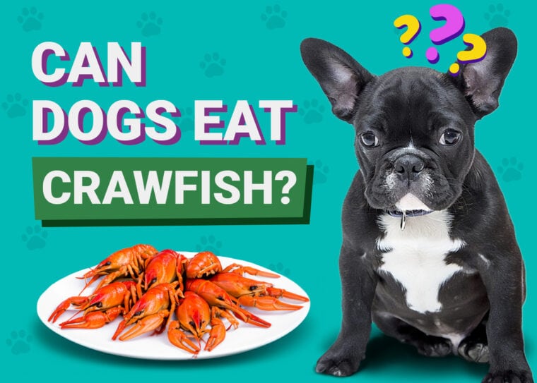 Can Dogs Eat Crawfish