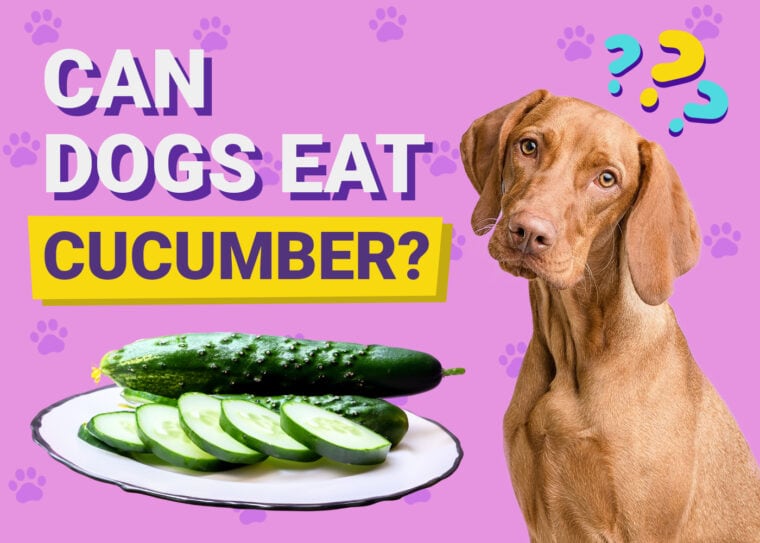 Can Dogs Eat Cucumber