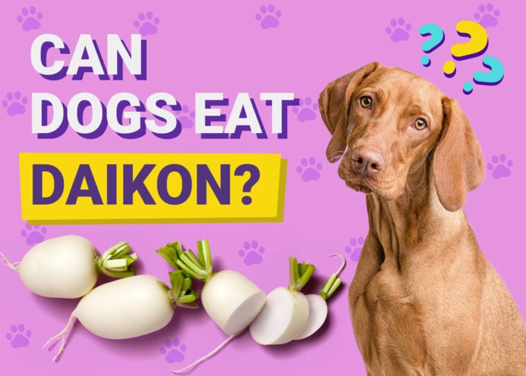 Can Dogs Eat Daikon