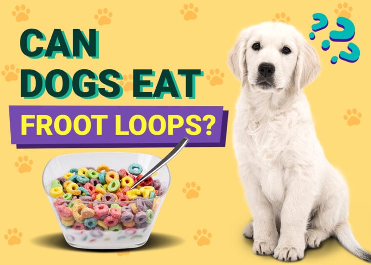 Can Dogs Eat Froot Loops