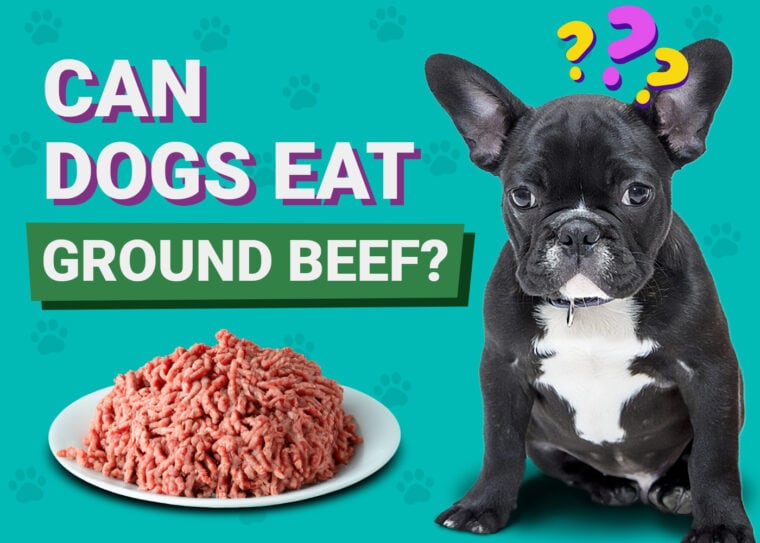 Can Dogs Eat Ground Beef