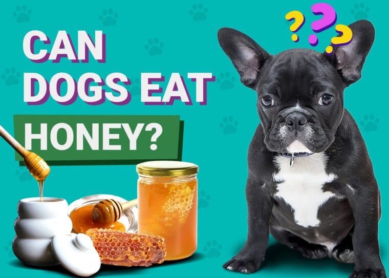 Can Dogs Eat Honey
