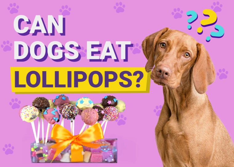 Can Dogs Eat Lollipops
