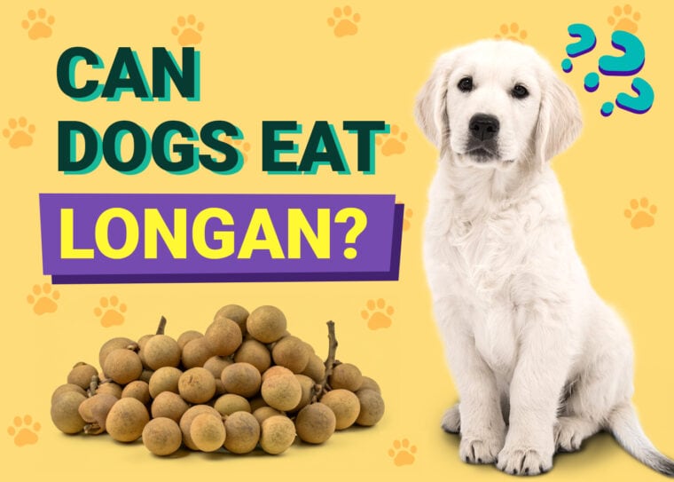 Can Dogs Eat Longan