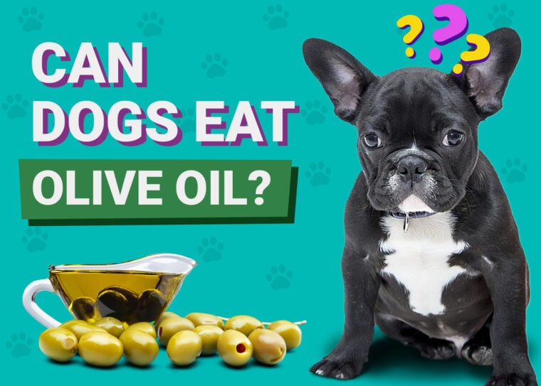 Can Dogs Eat Olive Oil