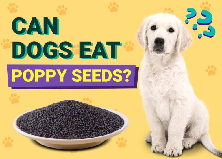 Can Dogs Eat Poppy Seeds 768x549 