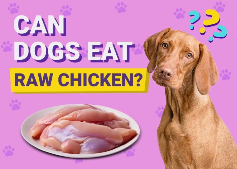 Can Dogs Eat Raw Chicken