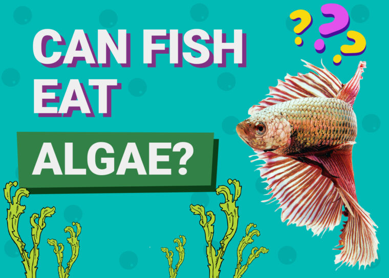 Can Fish Eat Algae