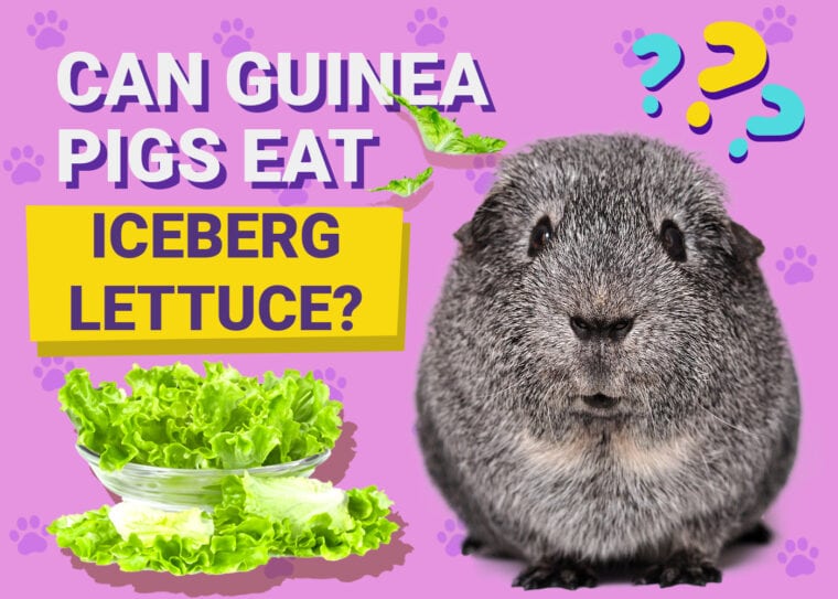 Can Guinea Pigs Eat Iceberg Lettuce