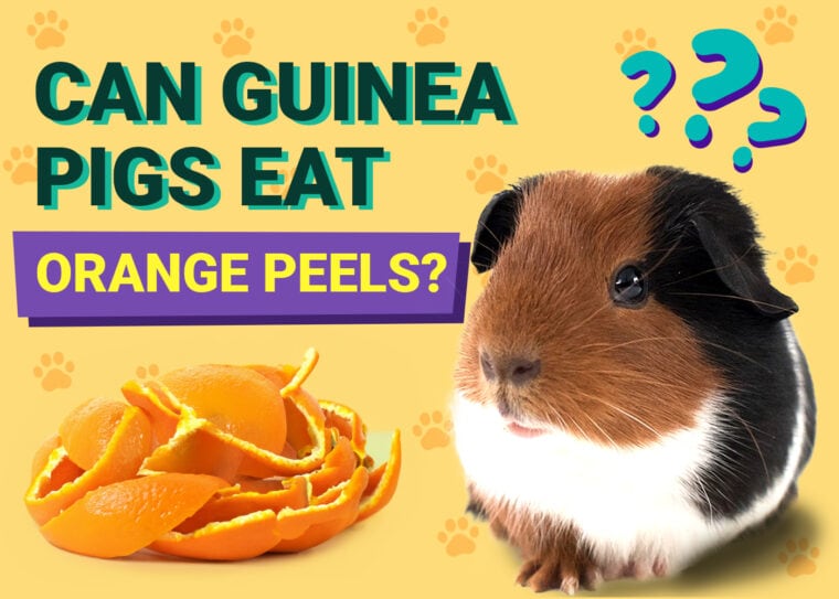 Can Guinea Pigs Eat Orange Peels