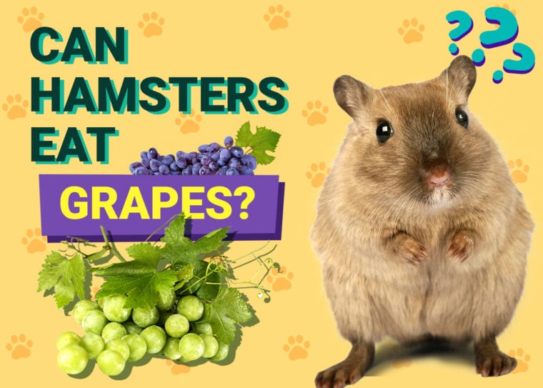 Can Hamsters Eat Grapes