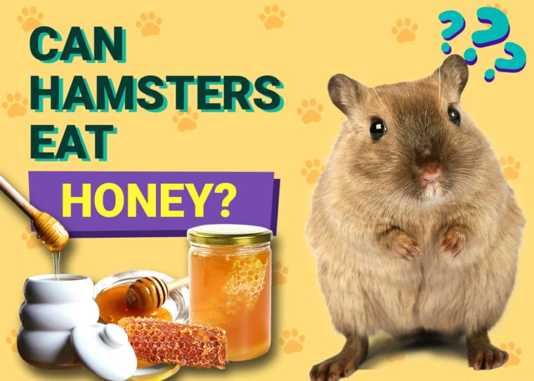 Can Hamsters Eat Honey