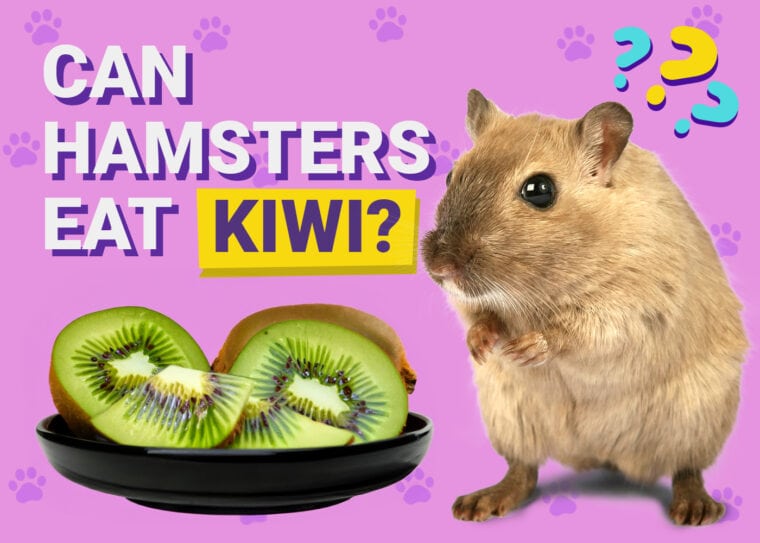 Can Hamsters Eat Kiwi