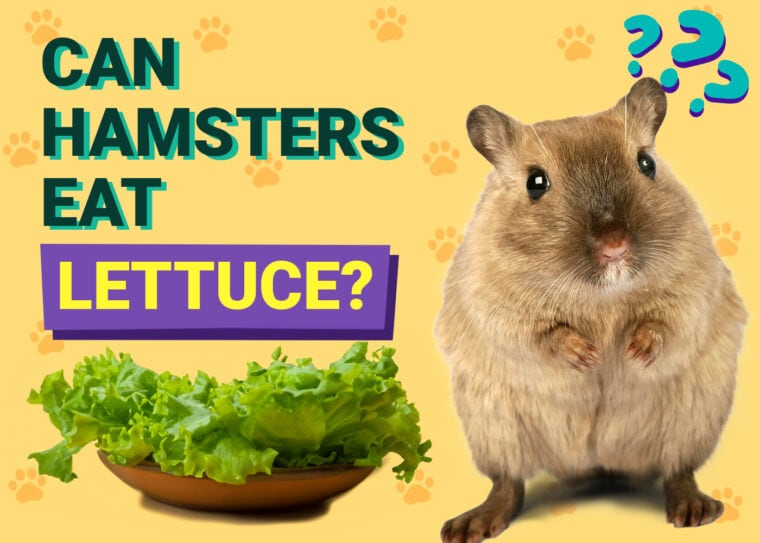 Can Hamsters Eat Lettuce