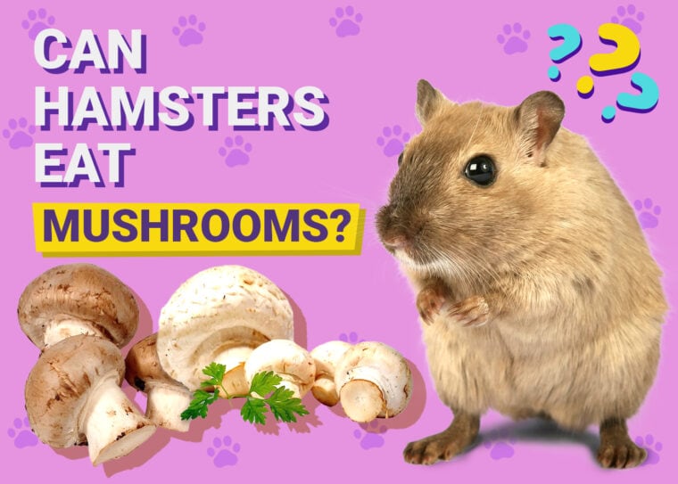 Can Hamsters Eat Mushroom