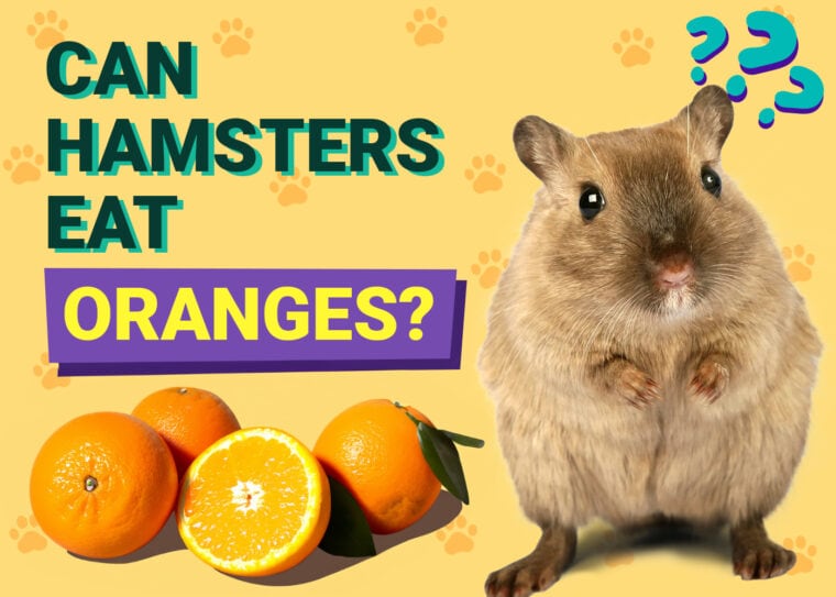 Can Hamsters Eat Oranges