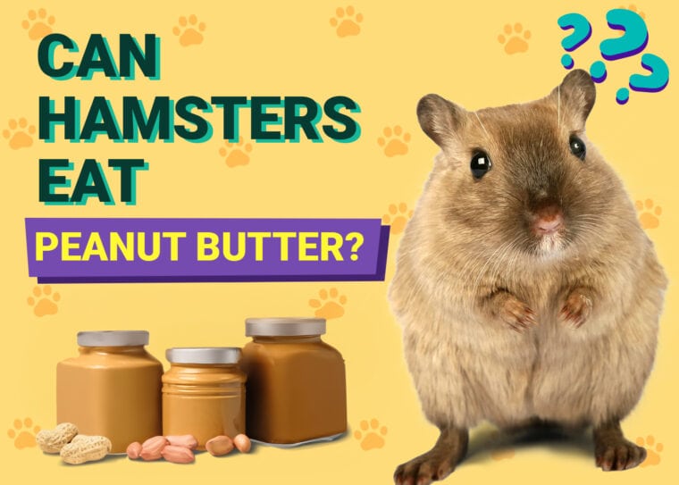 Can Hamsters Eat Peanut Butter