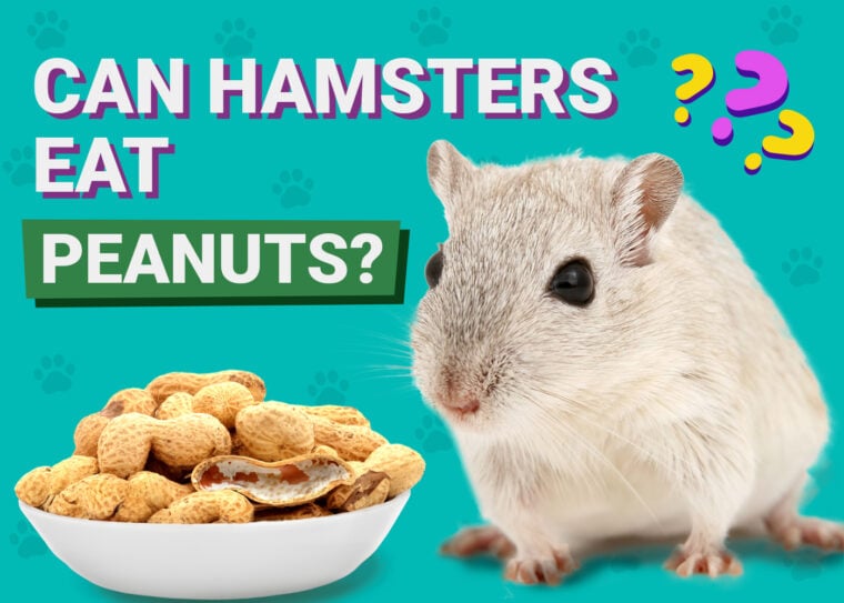 Can Hamsters Eat Peanuts