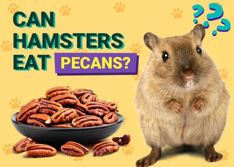 Can Hamsters Eat Pecan