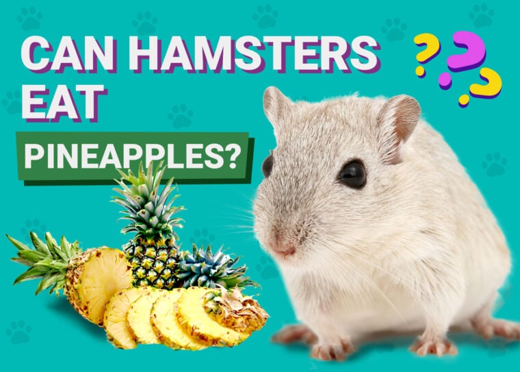 Can Hamsters Eat Pineapple