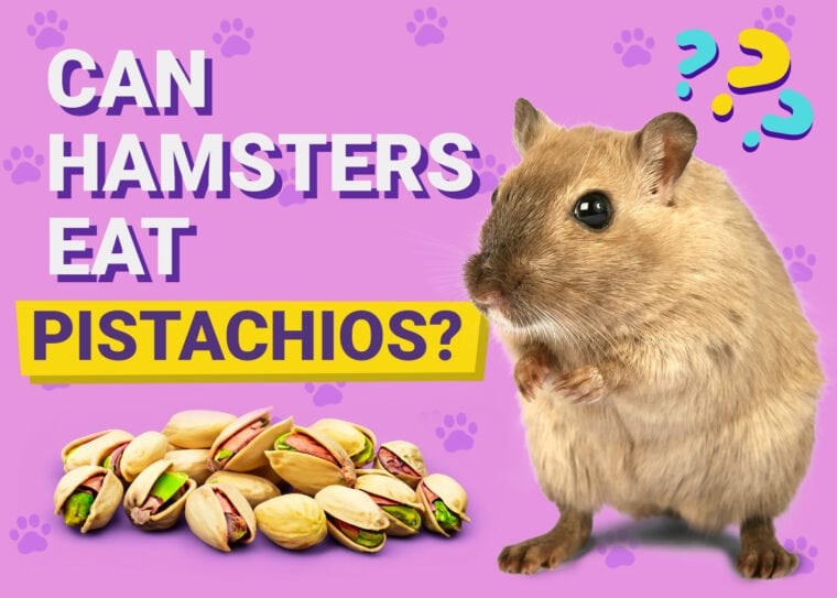 Can Hamsters Eat Pistachio
