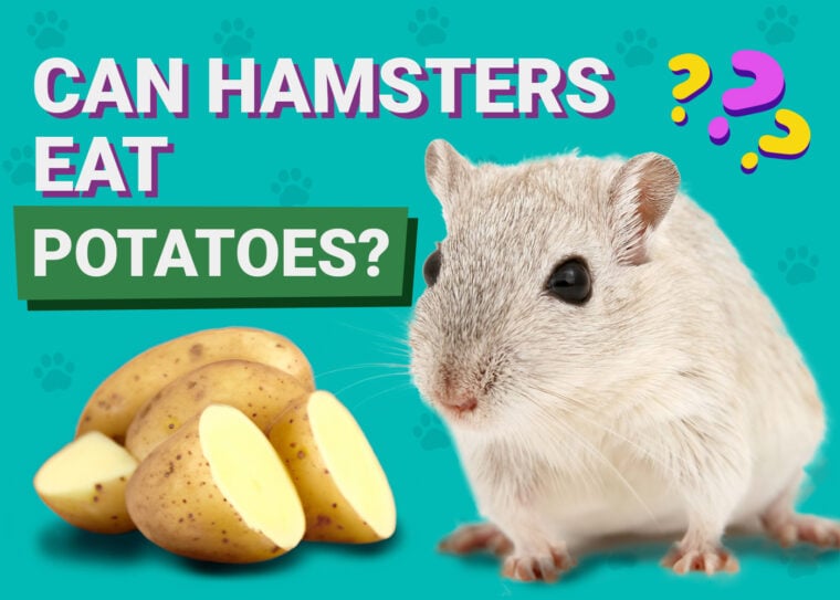 Can Hamsters Eat Potatoes