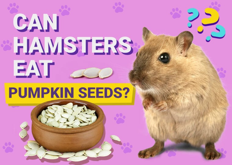 Can Hamsters Eat Pumpkin Seed