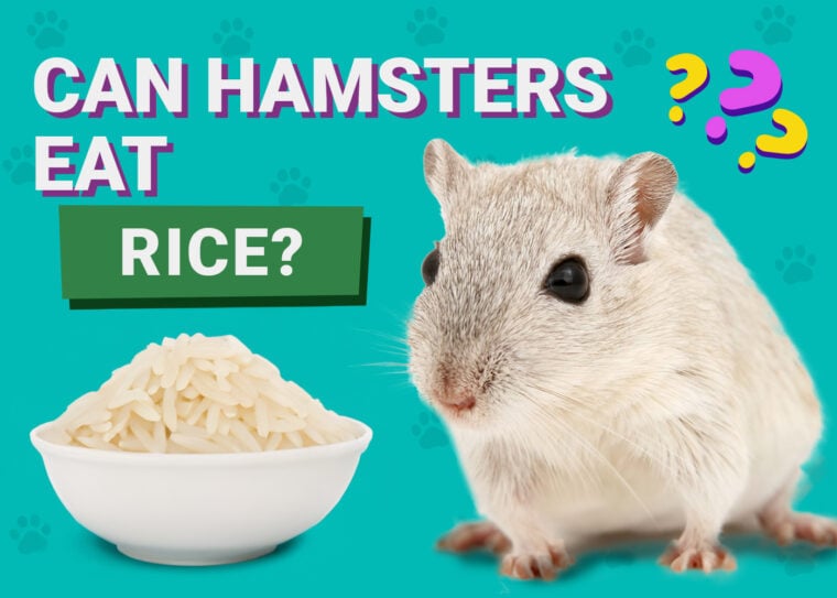 Can Hamsters Eat Rice