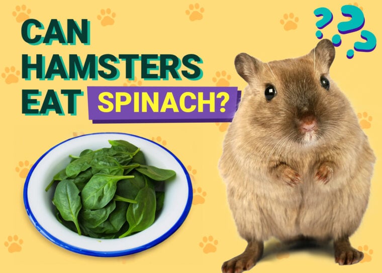 Can Hamsters Eat Spinach